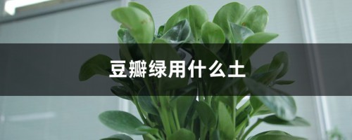 豆瓣绿用什么土