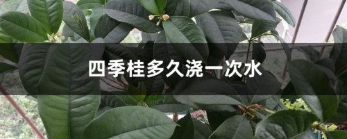 四季桂多久浇一次水