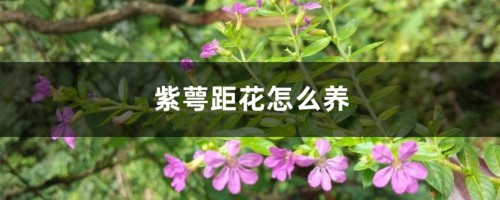 紫萼距花怎么养