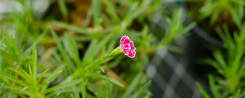 益阳适合养什么花，市花和市树是什么