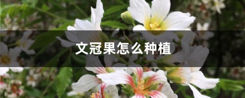 文冠果怎么种植