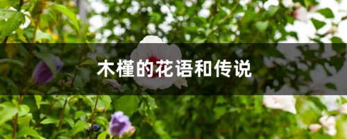 木槿的花语和传说