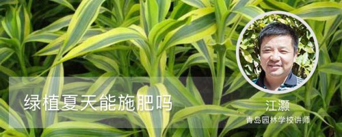 绿植夏天能施肥吗