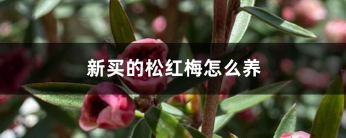 新买的松红梅怎么养