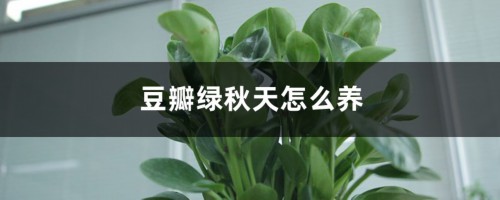 豆瓣绿秋天怎么养