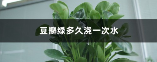 豆瓣绿多久浇一次水