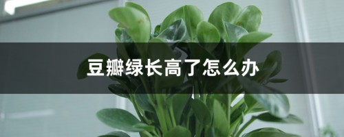 豆瓣绿长高了怎么办